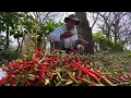 Hechos del Agro - Produccion de pito