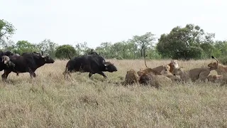 lions vs buffalo bulls a futile rescue attempt 