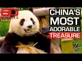 Teaching China how to save endangered giant pandas 60 Minutes Australia
