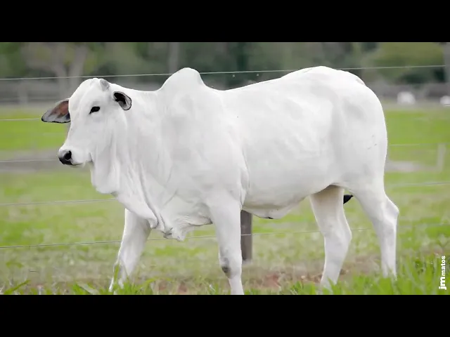 Novilha Nelore AFOM - 5752