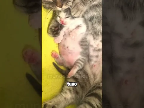 La Gatita que Nacio sin hermanos ni hermanas 😥  #gatos #cat #pets