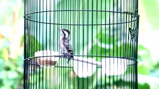  jeritan pagi pelatuk sampit beras tajam 