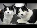 Download Lagu This is by FAR the most Gorgeous Tuxedo Cat I've EVER seen