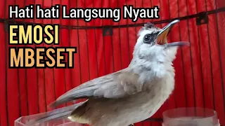 trucukan gacor ngekek ngeplong emosi mencari lawan pancingan trucukan agar bunyi cepat garuda
