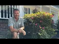 The Right Way to Prune Your Azaleas