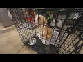City Dogs Cleveland kennel is full you can adopt a furry friend for 21 from now until Feb 28