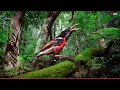 Download Lagu Relaxing Bird Sounds for Sleeping - Hummingbird Song Nature Sounds - Calming Birds Chirping Ambience
