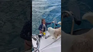 Our Aussie Shepherd Helps Around the Boat 🐾 #yachtlife #australianshepherd