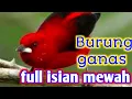 Download Lagu MASTERAN BURUNG KACER FULL ISIAN MEWAH GANAS
