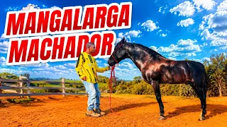24 HORAS com um MANGALARGA MARCHADOR