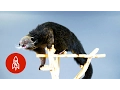 This Bearcat Smells Like Popcorn