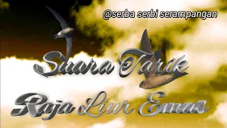 Download Suara Tarik Walet Raja Liur Emas MP3