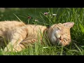 Lagu (Geen advertenties) Kattenmuziek voor stressverlichting - Kalmerende melodieën om uw kat te kalmeren