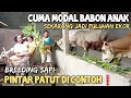 Lagu peternak pintar, cuma modal sapi babon anak sekarang jadi puluhan ekor breeding sapi