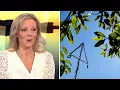 Download Lagu Så blir midsommarvädret | TV4 Nyheterna | TV4 \u0026 TV4 Play