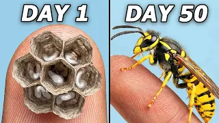 I Hatched 1 000 Wasps in my bedroom