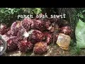 Download Lagu Silau tadau mimbulai