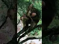 Download Lagu Monkey dad with baby #cute little monkey - AWW MONKEY OF DUN EVERYDAY