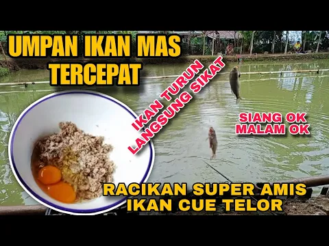 Download MP3 Lempar Langsung Lep 🔴  Jangan Kasih Kendor Sikat Ikan Besar & Kecil Harian / Lomba Gaskeun