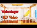 Download Lagu Master Malinois Waterslager canary singing | Canary’s most powerful song - کناري وتر سلاجر