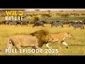 Download Lagu Wild Animals | THE LAST EDEN - Predators of Kafue| Wild Nature