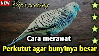 Download Perkutut agar suara nya meningkat besar dan keras. MP3