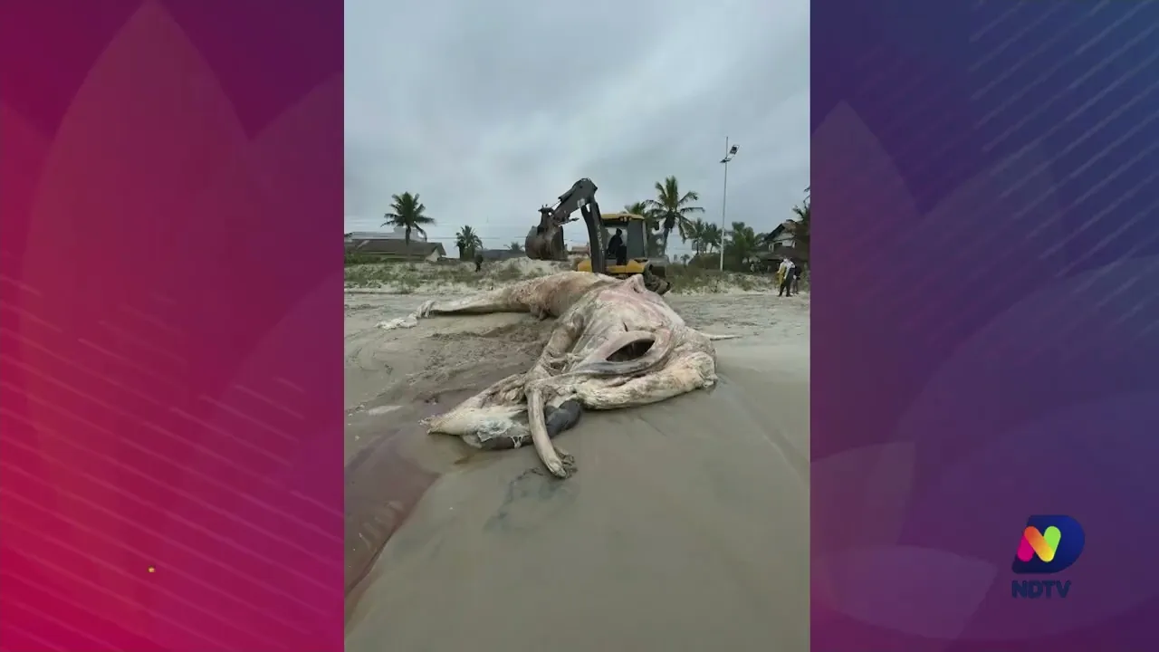 Baleia é encontrada morta em São Francisco do Sul