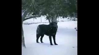 اكبر ذئب في العالم 