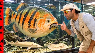 After 9 Years we Found the Rarest GIANT PET Pacu FISH you can legally OWN in the USA!
