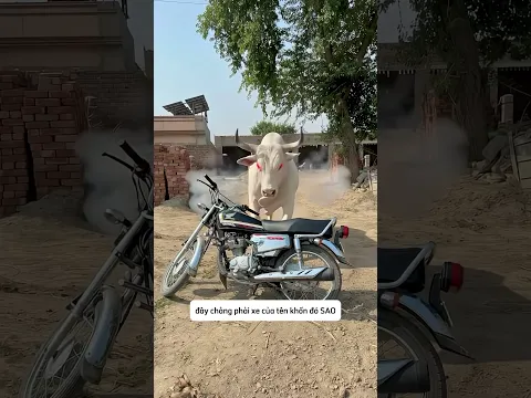 Chú bò bất lực nhìn kẻ mình ghét chạy mất
