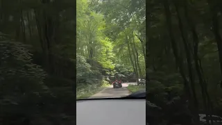 Tree Lined Roads Endless Peace Shorts Shortsfeed 