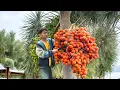 Download Lagu Harvesting Wild Dates in the Dangerous Forest and Selling Them at the Market by the Orphan Boy