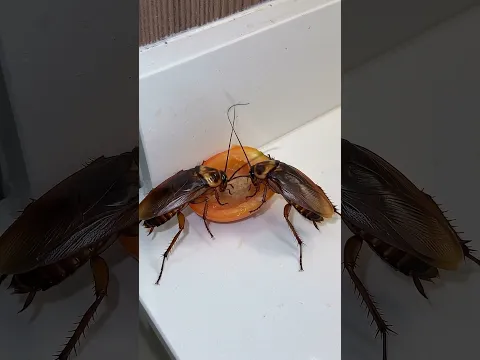 Coloque esto en mi casa y ya no tengo cucarachas corriendo por la cocina