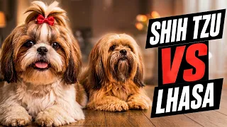 Shih Tzu or Lhasa Apso? Don't Get a Dog Until You Watch This!
