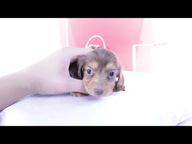 動画