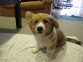 Biscuit has the hiccups