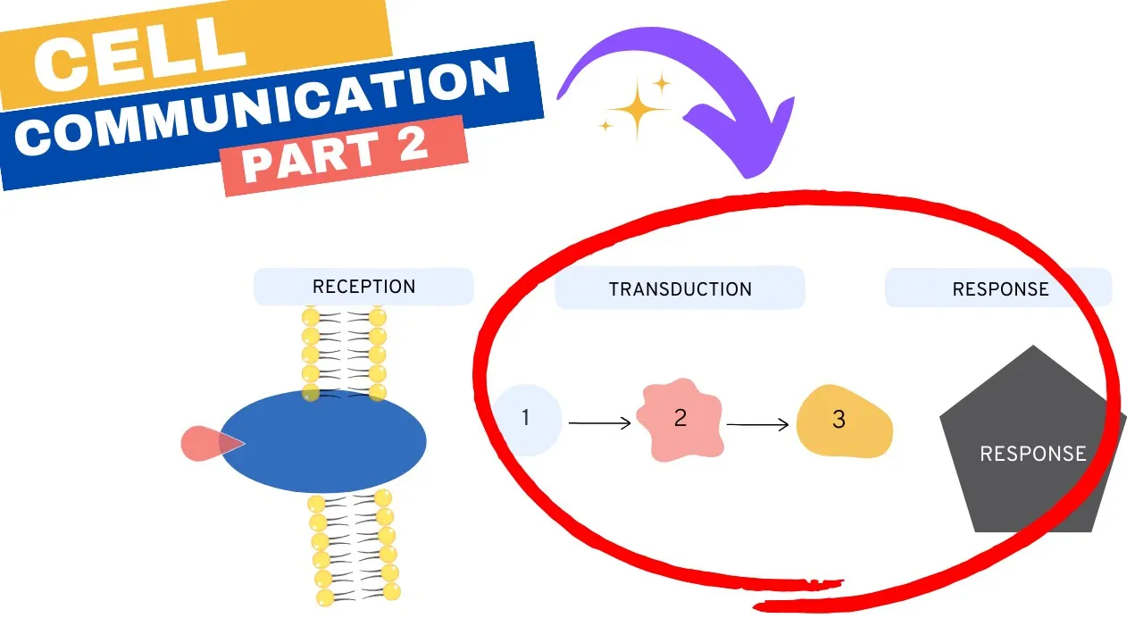 Chapter 11: Cell Communication Part 2: Transduction and Cellular Response