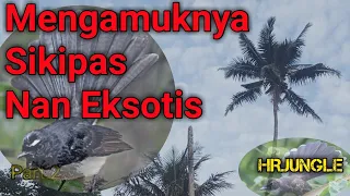 mengamuknya sikipas nan eksotis