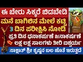 Download Lagu ಈ ಬೇರನ್ನು‌ ಬಾಗಿಲಿಗೆ ಕಟ್ಟಿ 3 ದಿನದಲ್ಲಿ ಹಣದ ಚಮತ್ಕಾರ ನೋಡಿ money attracting plant root for main door