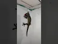 Download Lagu ADA TOKEK Raksasa Lari #shorts #youtubeshorts #trending #viral #fypシ゚viral #viralvideo