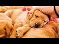 4 Week Old Labradors Have A Cuddle Party