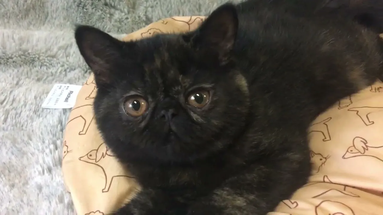 動画
