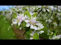 Download Lagu Apple Blossom - Springtime Relaxation - Find Peace and Tranquility in an Apple Orchard - 3 Hours