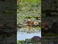 Download Lagu berburu burung belibis terbaru ..one shoot two kill/ jarang terjadi dalam berburu