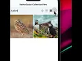 NativeScript CollectionView - Customizing how cells display including dynamically changing layout