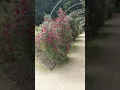 Download Lagu Rose Garden in Dunham Massey, Manchester, UK #youtubeshorts #shorts @TrowelandTravel