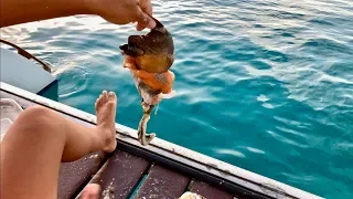 How to Get a Conch Out of It’s Shell
