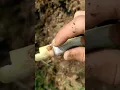 Easiest method of growing sugarcane at home