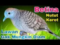 Download Lagu Perkutut betina KEROT \u0026 NUTUT putar suara ini di jamin langsung nyaut