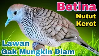 Download Perkutut betina KEROT \u0026 NUTUT putar suara ini di jamin langsung nyaut MP3